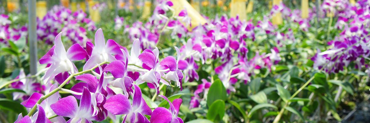 elicha_saunders's profile banner image