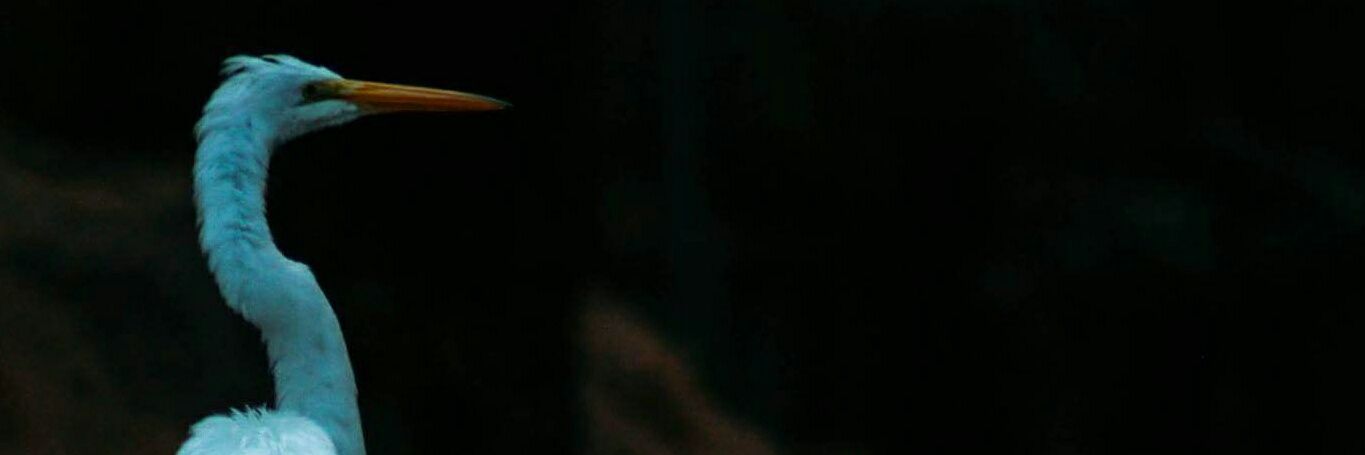 LuisHan94's profile banner image