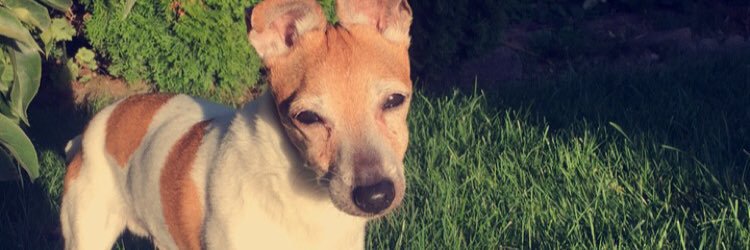 belleelamparo's profile banner image