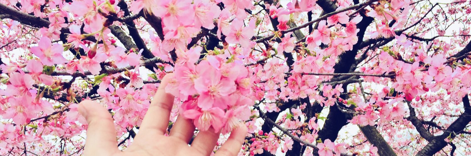 stephiercd's profile banner image