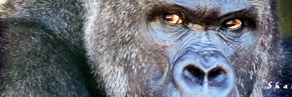 フィックス banner