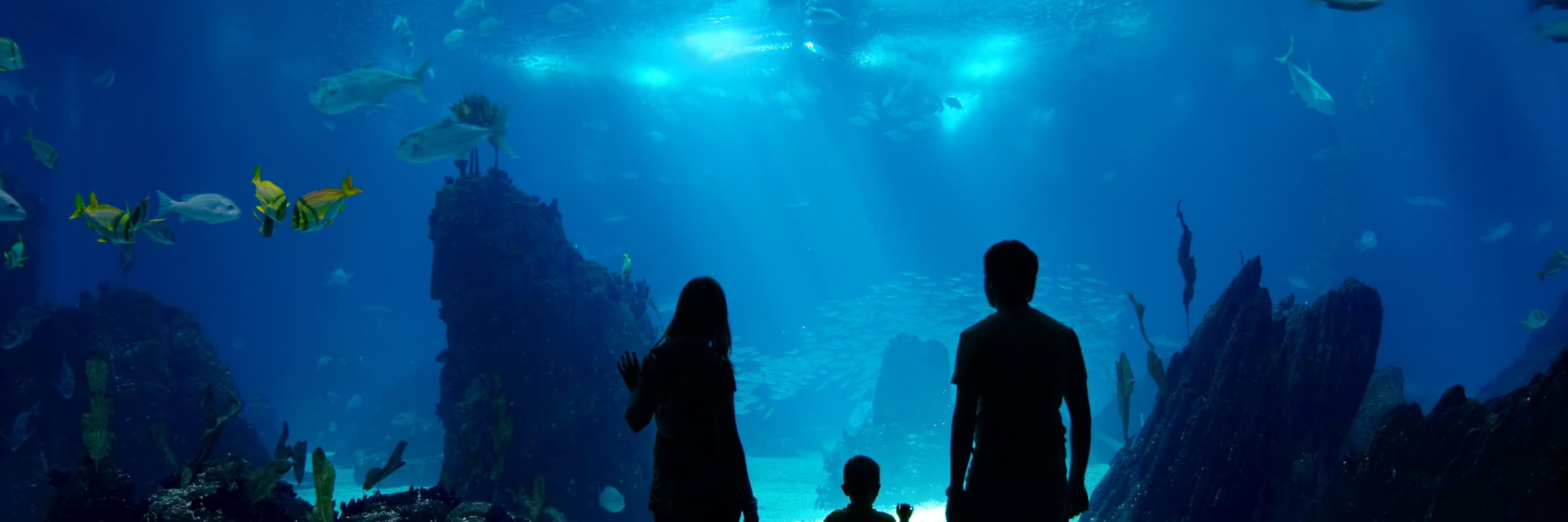 STLAquarium's profile banner image