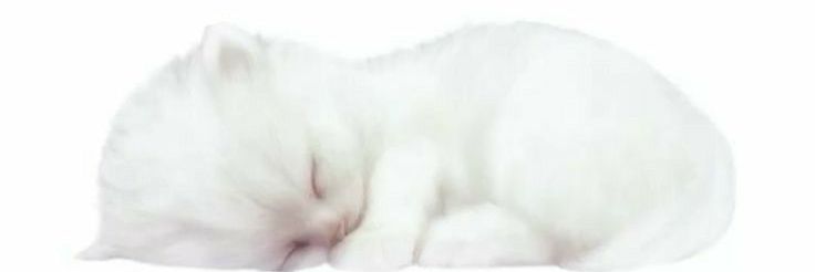 mingoo banner
