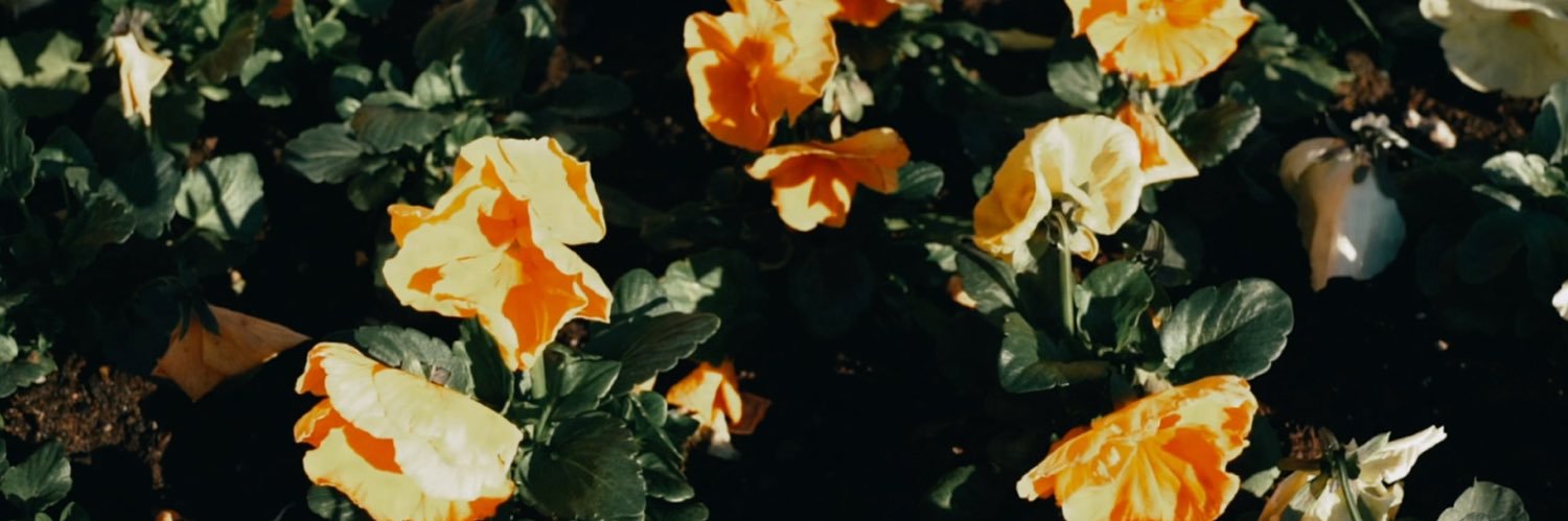 Chris Holsten banner