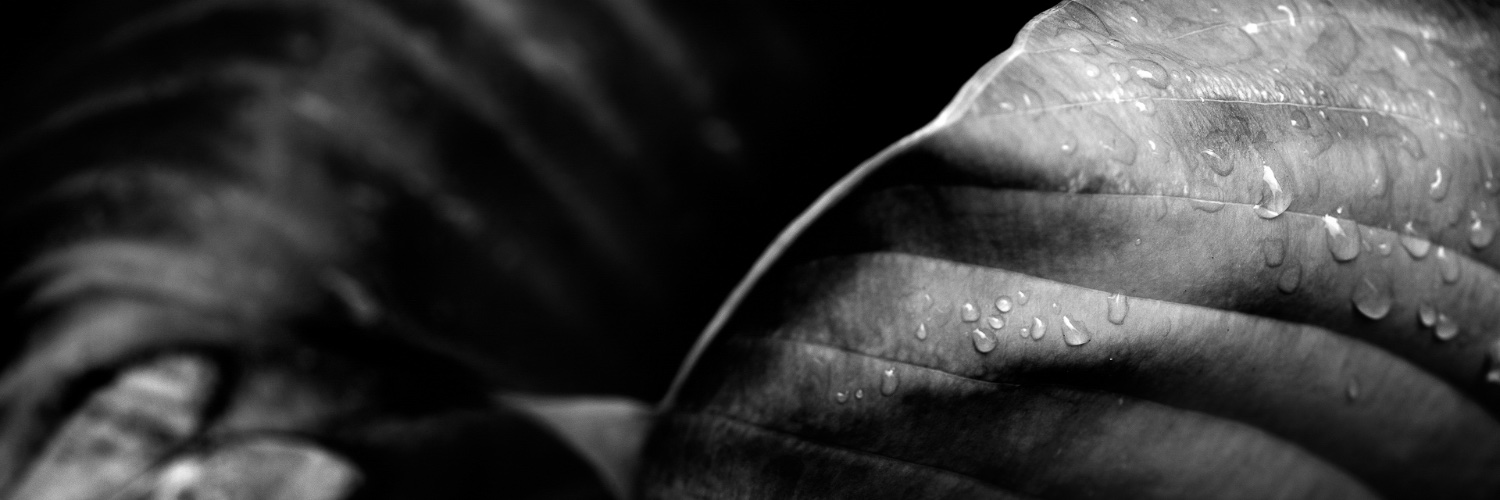 Lady Blind Curve's banner