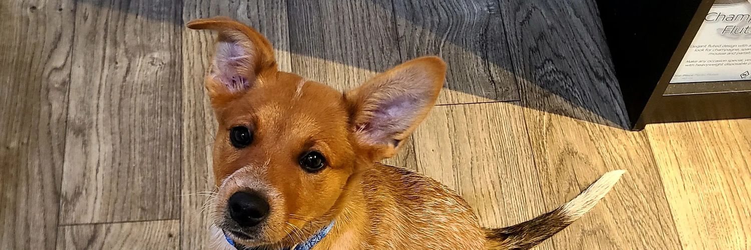 NotWebsterr's profile banner image
