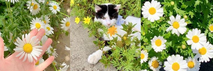 ❁ 𝑓𝑙𝑒𝑢𝑟𝑖𝑠 — ୨ৎ Aira banner