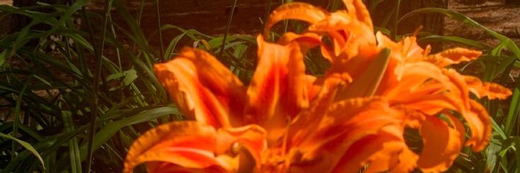 mspanncake's profile banner image