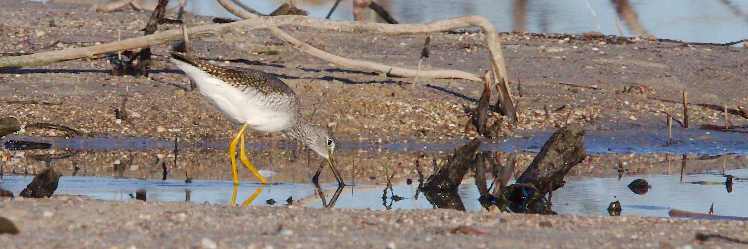 🇨🇦 Patrick O. Nature Photography 🇨🇦 🇺🇦 banner