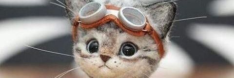 daisyciku's profile banner image