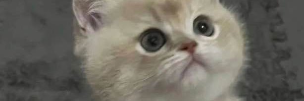 帝王えてんぬ【荒野行動常時査定・買取受付中】 banner