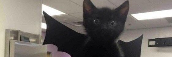 LeahPurrs's profile banner image