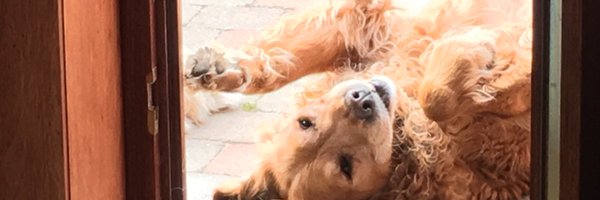 lynndp Profile Banner