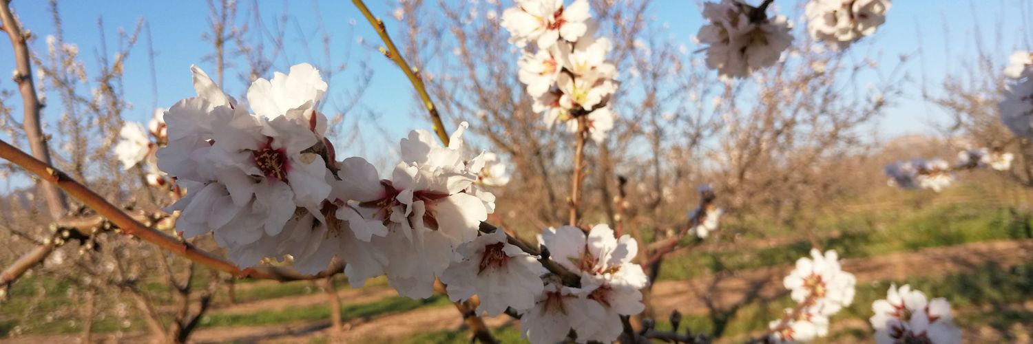 Maravillas Falcón banner