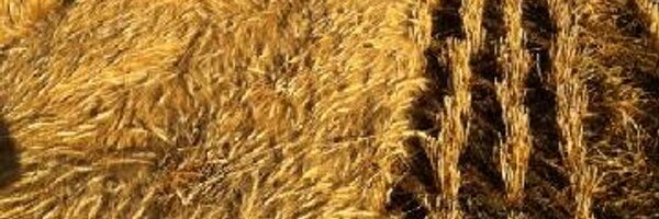 SeCanTrent Profile Banner