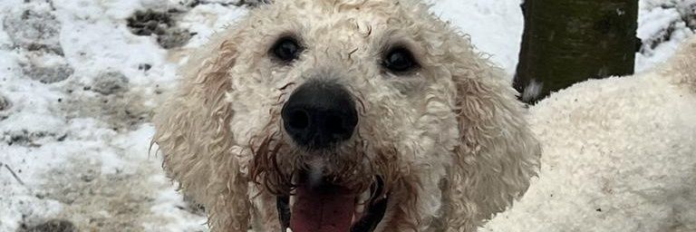 MaskedMandarin's profile banner image