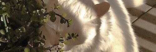 cloudydoys's profile banner image