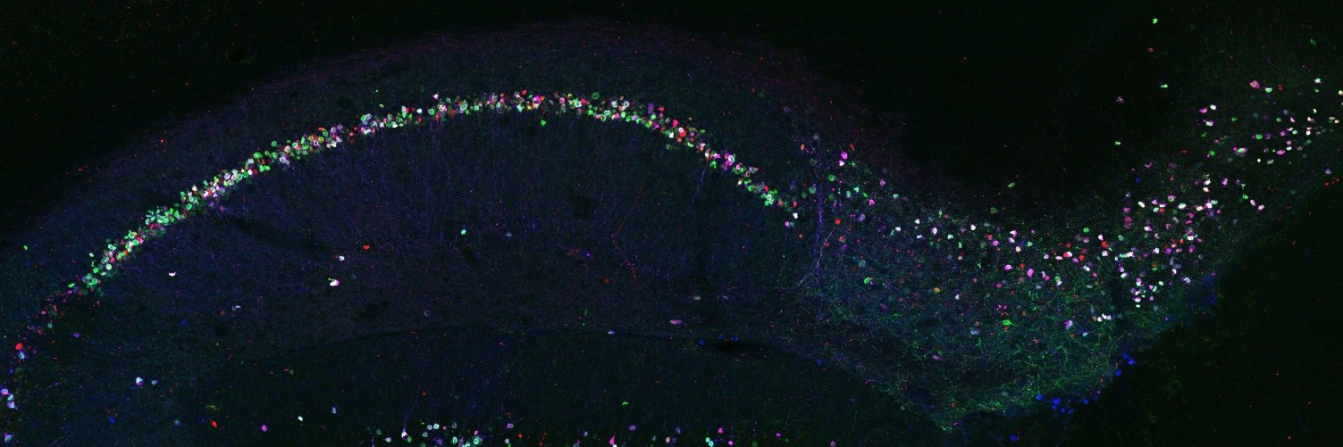 Ragnhild Irene Jacobsen banner