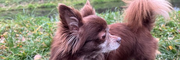 ProfimannTv Profile Banner