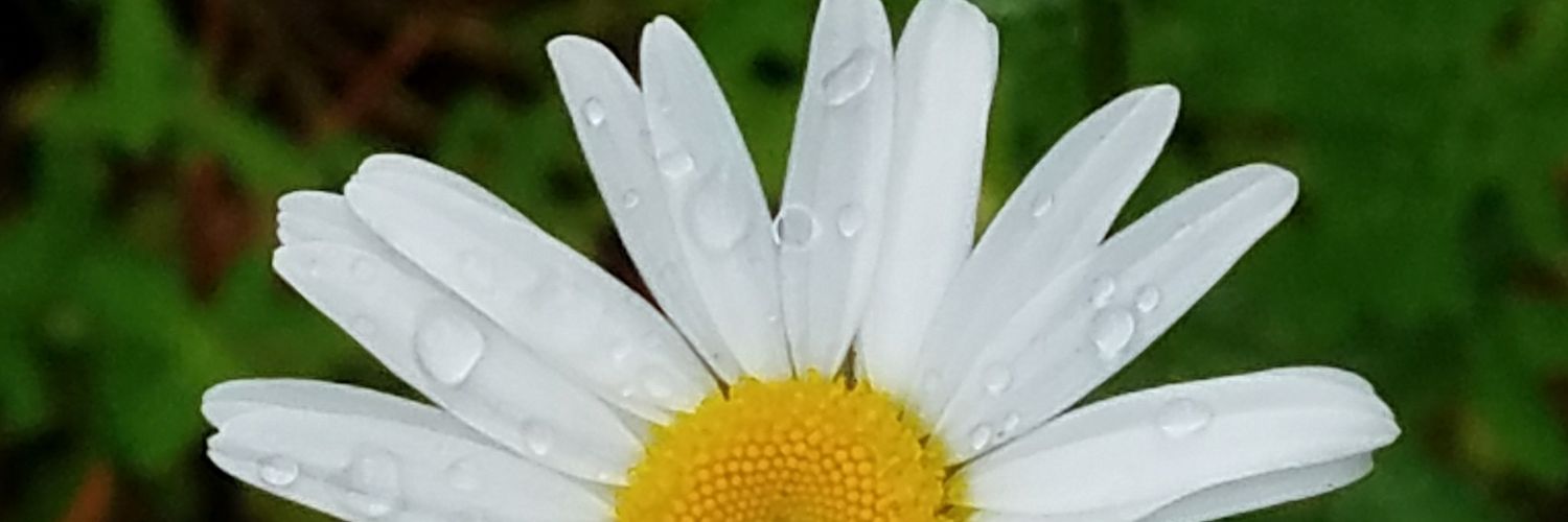 moonandthorn's profile banner image