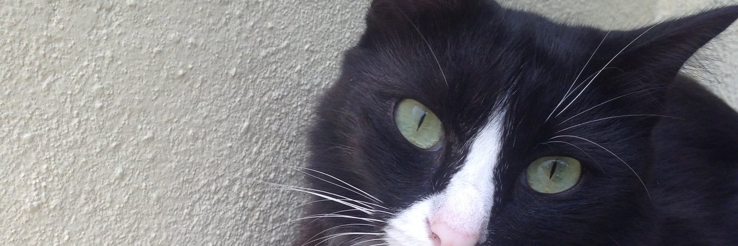 caramelsocks's profile banner image