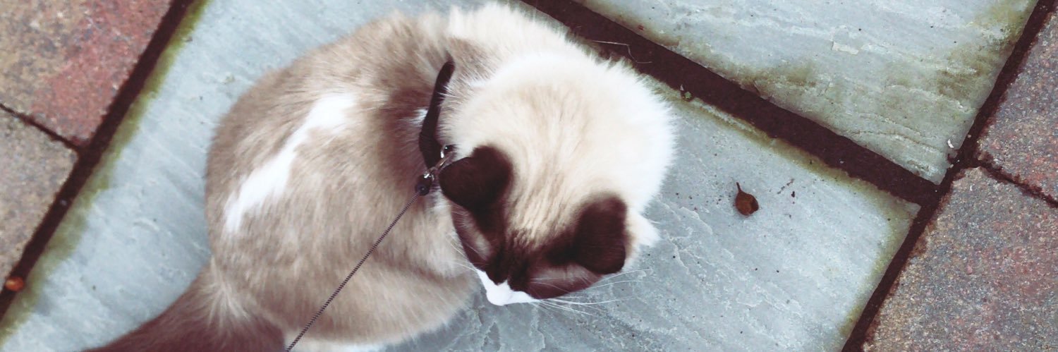 Fake_KatyPerry's profile banner image