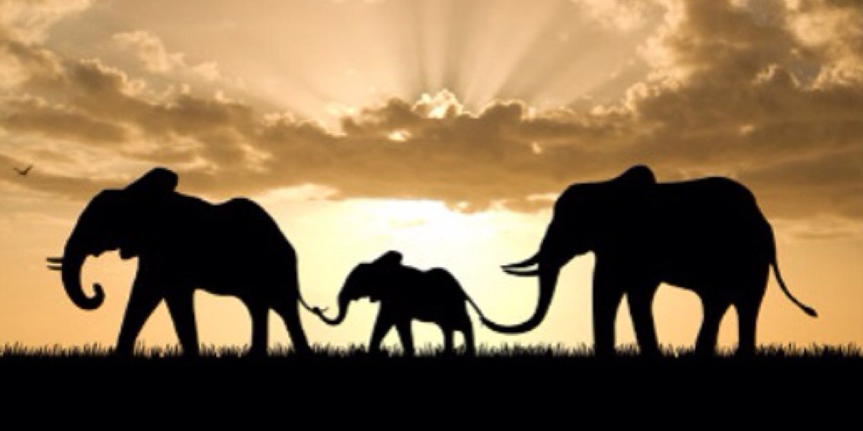 ShawnaSkwarek's profile banner image