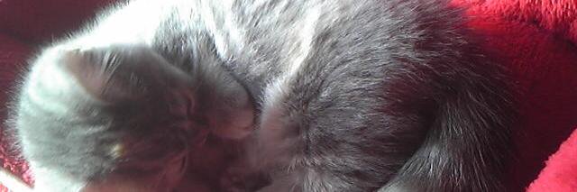 (ฅ^･ω･^)っ=猫ちゃん大好きaru ajihu banner