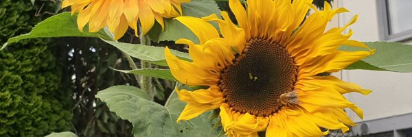 BillyLinehan Profile Banner