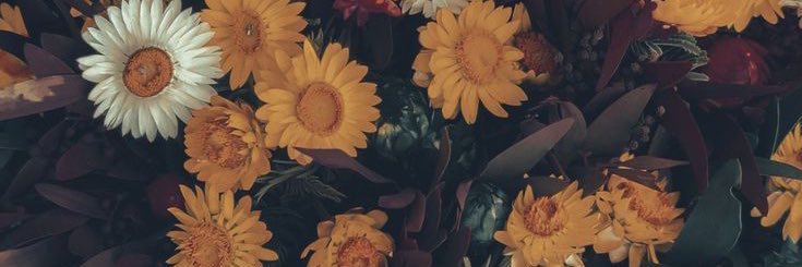 madisonc29_'s profile banner image