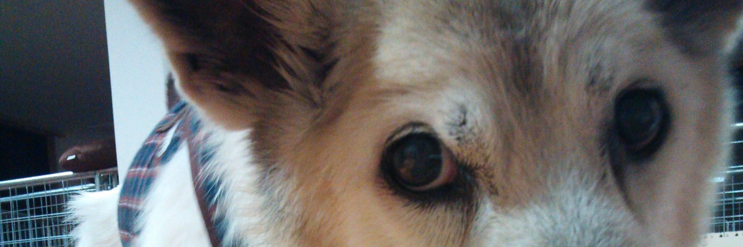Hobo17MOMO's profile banner image