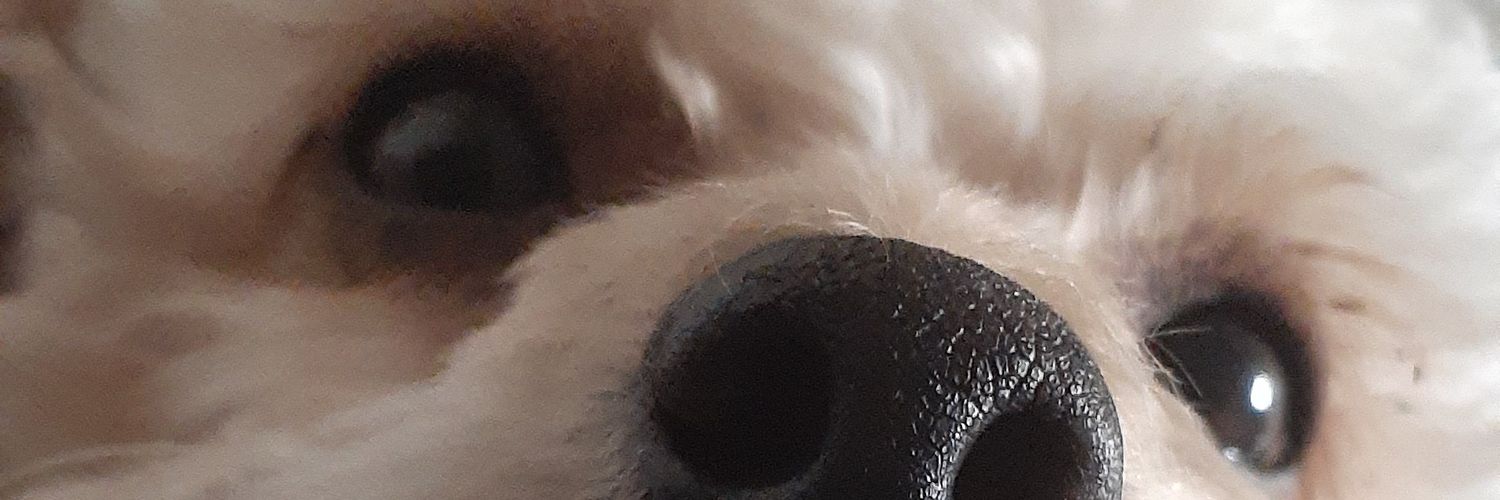 JdavidBedon's profile banner image