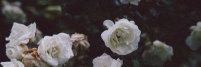 missbirdl's profile banner image