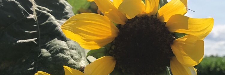 KateLHeureux's profile banner image