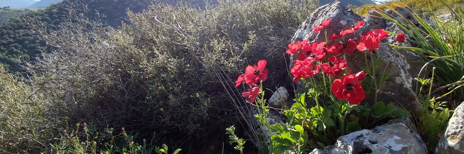 sheryoni's profile banner image