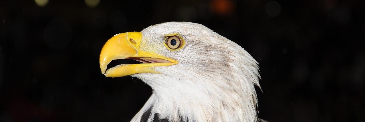 Erich A. Auer banner