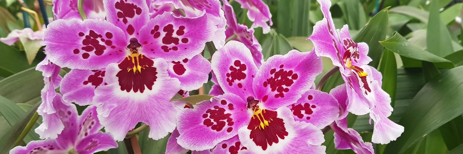 EYOrchid's profile banner image