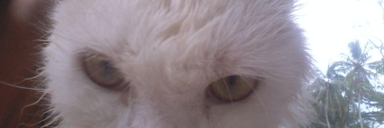 TomyThompel's profile banner image