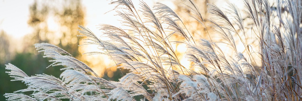 Richard Bloom banner