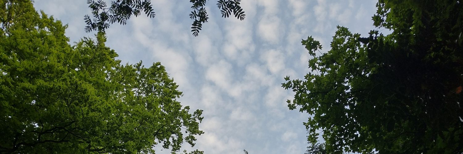 SandraNaturally's profile banner image