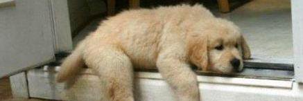 oldgitthedog's profile banner image
