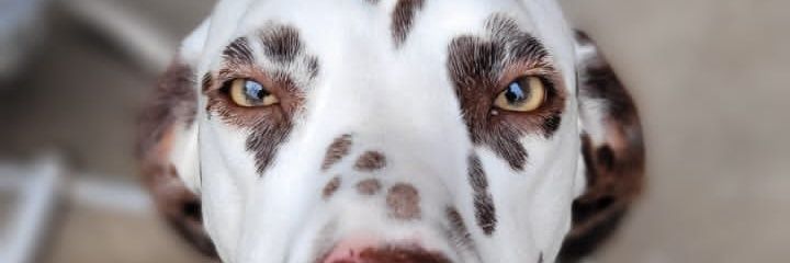 ipretalory's profile banner image
