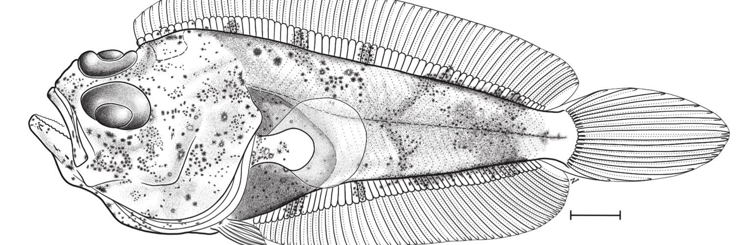 Francisca Zavala banner