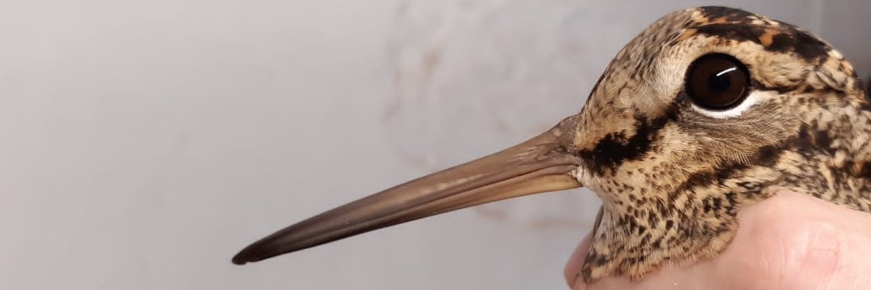 Brian Milligan banner