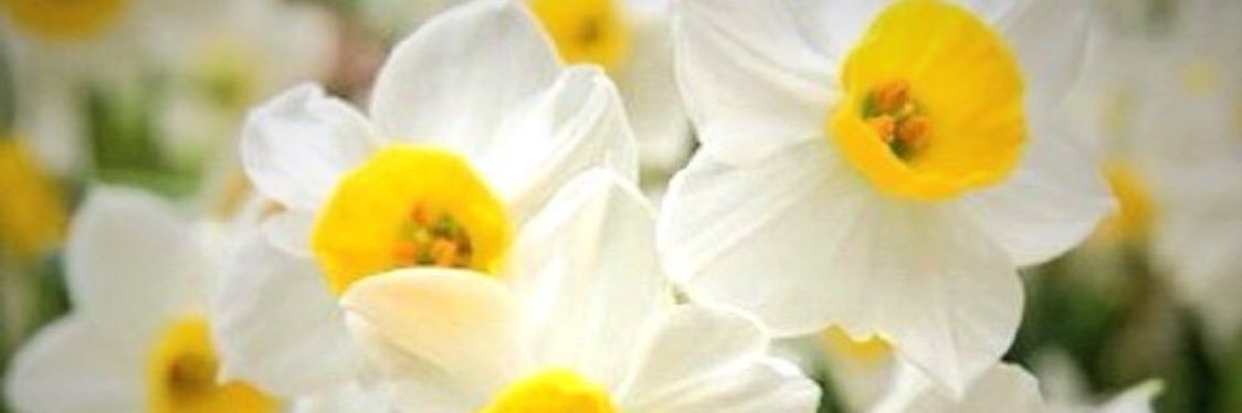 hnooon11's profile banner image