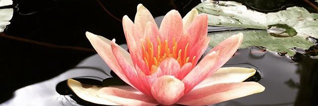 aemccain33's profile banner image