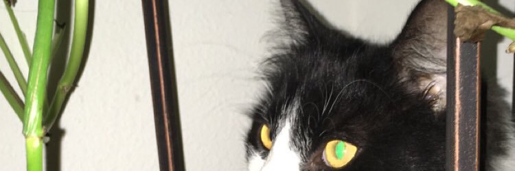 ünïçørñ ঔ blûnt✨ banner