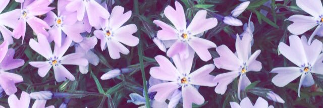 chello90210's profile banner image