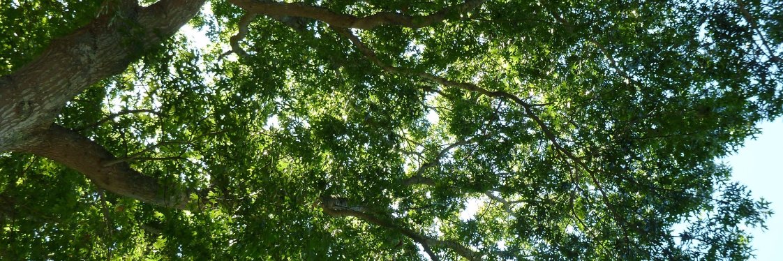 Michael Chandler banner