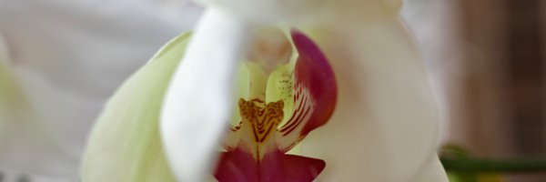 hoshinot Profile Banner